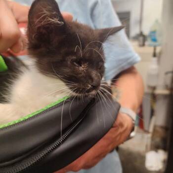 Fergie -  Domestic Medium Hair Cat for Adoption in Evensville, Tennessee - Fergie | PetCurious
