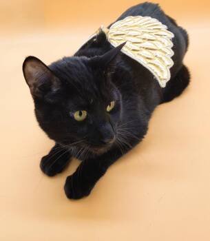 Rescue Domestic Short Hair Cats for Adoption in Springfield, Missouri - Sage | PetCurious