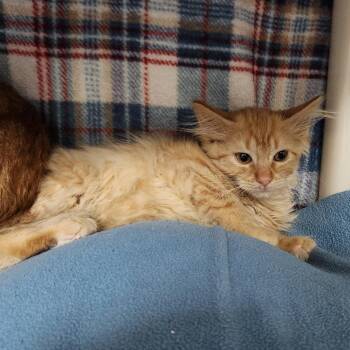 Cutie -  Domestic Long Hair Cat for Adoption in Walker, Michigan - Cutie | PetCurious