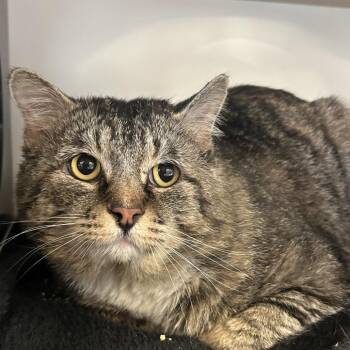 Domestic Medium Hair Cats Available for Adoption in Park City, Utah - Vader | PetCurious
