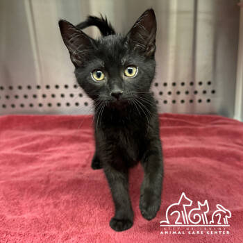 Rescue Domestic Short Hair Cats for Adoption in Irvine, California - MIRA | PetCurious