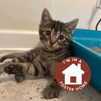 Pip -  Domestic Short Hair Cat for Adoption in Janesville, Wisconsin - Pip | PetCurious