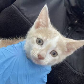 Leo -  Domestic Short Hair Cat for Adoption in Philadelphia, Pennsylvania - Leo | PetCurious