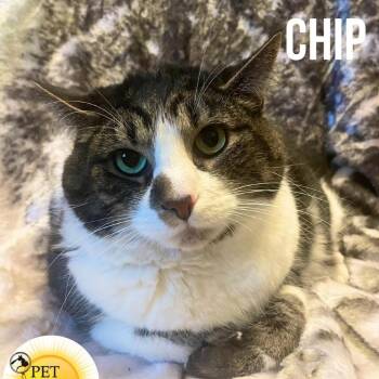 Rescue Domestic Short Hair Cats for Adoption in Washington, Pennsylvania - Chip | PetCurious