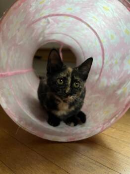 Nutmeg -  Tortoiseshell Cat for Adoption in Honeoye, New York - Nutmeg | PetCurious