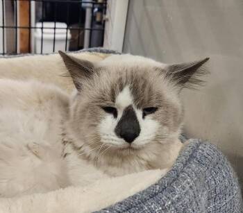 Rescue Siamese and Domestic Short Hair Cats for Adoption in Las Cruces, New Mexico - Koalie | PetCurious