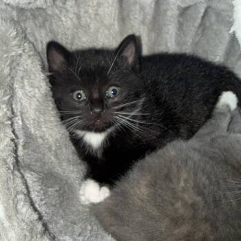 Domestic Short Hair Cats Available for Adoption - Fig | PetCurious