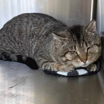 Domestic Short Hair Cats Available for Adoption in La Grange, Kentucky - Spicoli (Working Cat) | PetCurious