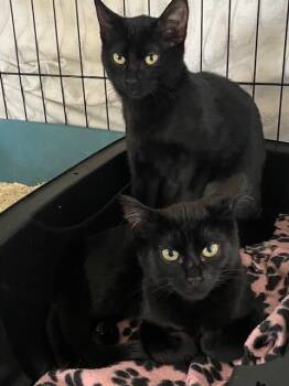 Rescue Domestic Short Hair Cats for Adoption in Seattle, Washington - Doe And Boo | PetCurious