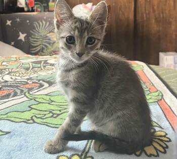 Tendi -  Tabby Cat for Adoption in Albuquerque, New Mexico - Tendi | PetCurious