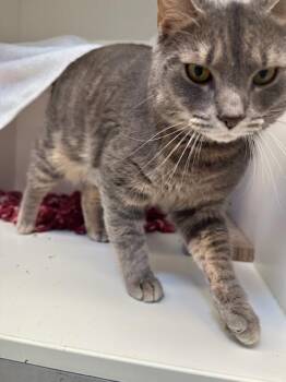 Domestic Short Hair Cats Available for Adoption in Manassas, Virginia - Buckles (ID 51205/1351) | PetCurious