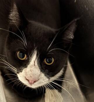 Domestic Short Hair Cats Available for Adoption in Golden, Colorado - Labyrinth | PetCurious