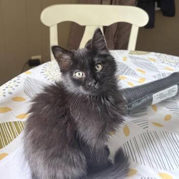 Poe -  Domestic Long Hair Cat for Adoption in Campbellsville, Kentucky - Poe | PetCurious