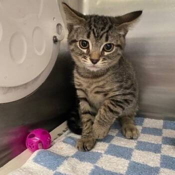 Kip -  Domestic Short Hair Cat for Adoption in Hawthorne, California - Kip | PetCurious