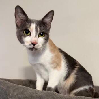 Rosie -  Domestic Short Hair Cat for Adoption in Midland, Texas - Rosie | PetCurious