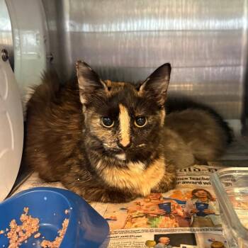 Molly+3 -  Domestic Short Hair Cat for Adoption in Huntington, West Virginia - Molly+3 | PetCurious