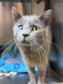 Nick Fury -  Domestic Short Hair Cat for Adoption in Menomonie, Wisconsin - Nick Fury | PetCurious