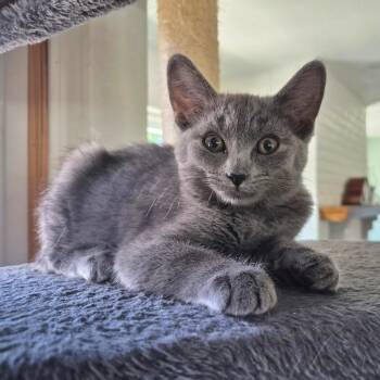Lucy -  Domestic Short Hair Cat for Adoption in Lodi, California - Lucy | PetCurious