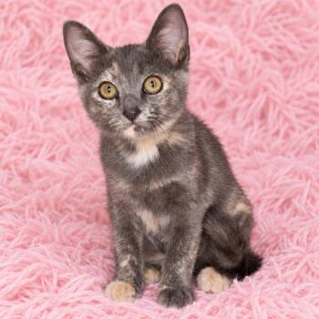 Edith -  Domestic Short Hair Cat for Adoption in Quincy, Ohio - Edith | PetCurious