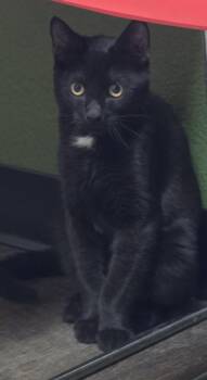Prescott -  Domestic Short Hair Cat for Adoption in Mission Viejo, California - Prescott | PetCurious