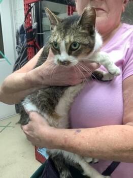 Rescue Domestic Short Hair Cats for Adoption in Fort Worth, Texas - 59807086 | PetCurious