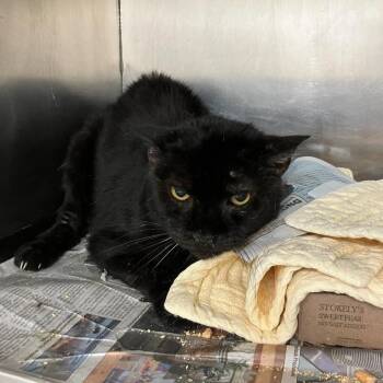 SVAS-Stray-38865 -  Domestic Short Hair Cat for Adoption in Lyndhurst, Virginia - SVAS-Stray-38865 | PetCurious