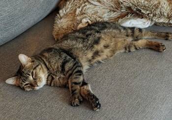 Rambo -  Domestic Short Hair Cat for Adoption in Chicago, Illinois - Rambo | PetCurious