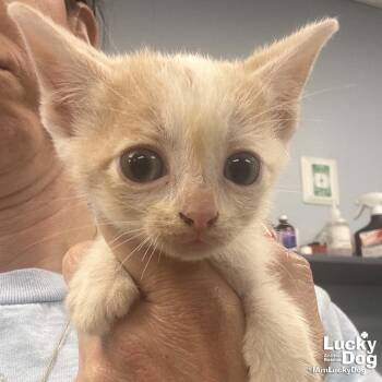Domestic Short Hair Cats Available for Adoption in Washington, District Of Columbia - Coral | PetCurious