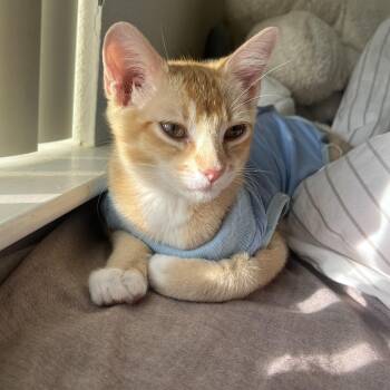 Stuart (Stinky) -  Domestic Short Hair Cat for Adoption in Davis, California - Stuart (Stinky) | PetCurious