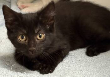 Rescue Domestic Short Hair Cats for Adoption in Napa, California - Sable | PetCurious