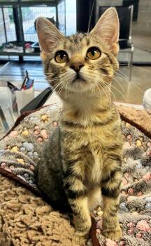 Flutter -  Domestic Short Hair Cat for Adoption in Mason City, Iowa - Flutter | PetCurious