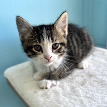 Domestic Short Hair Cats Available for Adoption in Bardstown, Kentucky - Clara | PetCurious