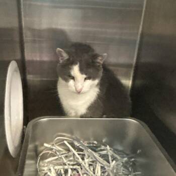 Howie -  Domestic Short Hair Cat for Adoption in Philadelphia, Pennsylvania - Howie | PetCurious