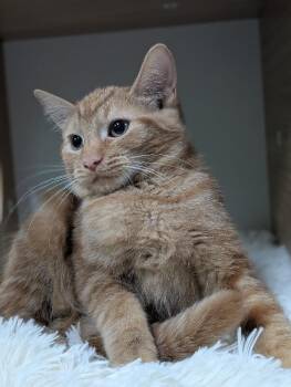 Brigit -  Domestic Medium Hair Cat for Adoption in Adrian, Michigan - Brigit | PetCurious