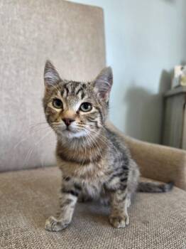 Endorphins -  Domestic Short Hair Cat for Adoption in Minneapolis, Minnesota - Endorphins | PetCurious