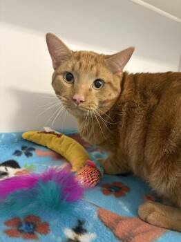 Domestic Short Hair Cats Available for Adoption - Colby | PetCurious