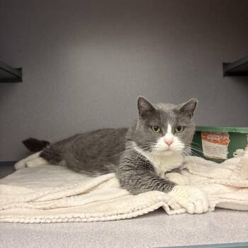 Rescue Domestic Short Hair Cats for Adoption in Waterloo, Iowa - Roxy | PetCurious