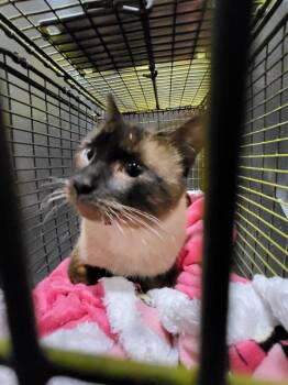 Domestic Short Hair Cats Available for Adoption in San Antonio, Texas - WHIRLY | PetCurious