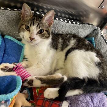 Josh -  Domestic Short Hair Cat for Adoption in Dover, Delaware - Josh | PetCurious