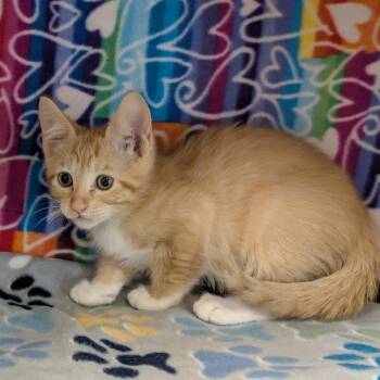Domestic Short Hair Cats Available for Adoption - Copper | PetCurious