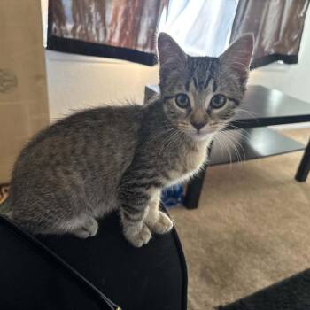 Genie -  Domestic Short Hair Cat for Adoption in Las Cruces, New Mexico - Genie | PetCurious