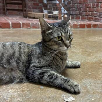 Latte -  American Shorthair Cat for Adoption in Ponca City, Oklahoma - Latte | PetCurious