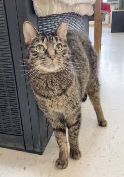Tabby and Domestic Short Hair Cats Available for Adoption - Fibonacci | PetCurious