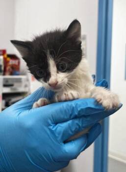 Mackerel -  Domestic Short Hair Cat Available for Adoption in Hartsville, South Carolina - Mackerel | PetCurious