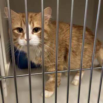 Domestic Long Hair Cats Available for Adoption in Brevard, North Carolina - Teddy | PetCurious