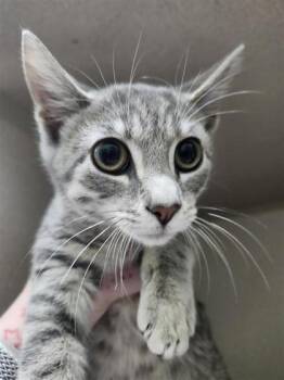 Ninetails -  Domestic Short Hair Cat for Adoption in Columbus, Indiana - Ninetails | PetCurious