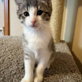 Kita -  Domestic Short Hair Cat for Adoption in Great Falls, Montana - Kita | PetCurious