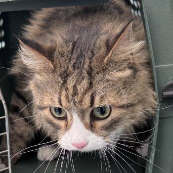 Domestic Long Hair Cats Available for Adoption - Presley | PetCurious