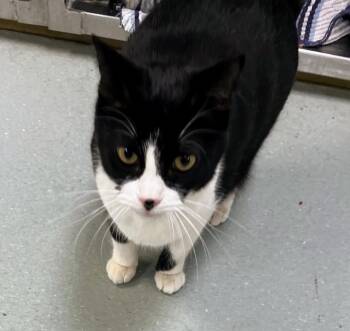 Domestic Short Hair Cats Available for Adoption - Mochi | PetCurious