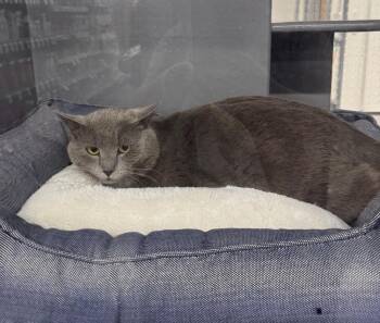 Domestic Short Hair Cats Available for Adoption - Muzan | PetCurious